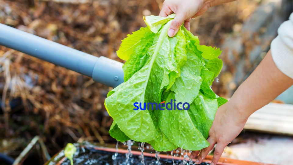 Desinfecta la lechuga de esta forma para prevenir infecciones por microorganismos