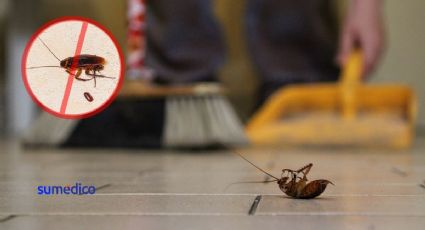 ¿Encontraste huevecillos de cucaracha? Remedio para eliminarlos