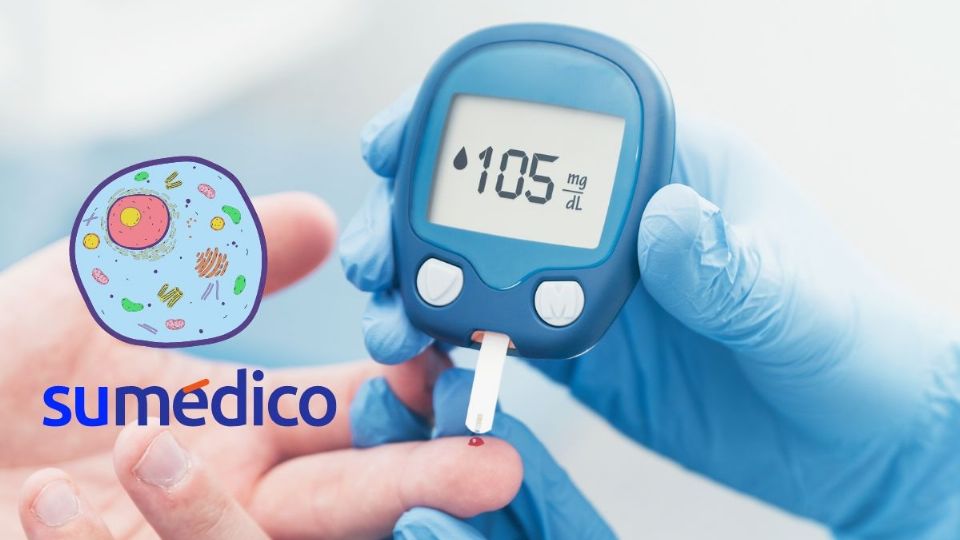 ¿Cómo modificar el tratamiento de la diabetes? Estas células podrían tener la respuesta.