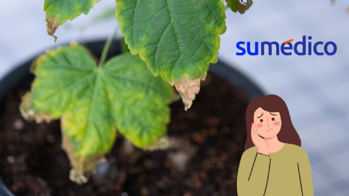 5 razones por las cuales se secan las puntas de tus plantas