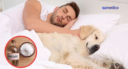 Truco con dos ingredientes para eliminar el olor a perro de la cama