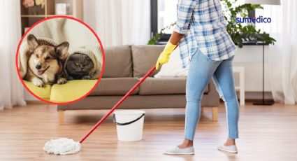 5 trucos de limpieza seguros si tienes perros o gatos en casa