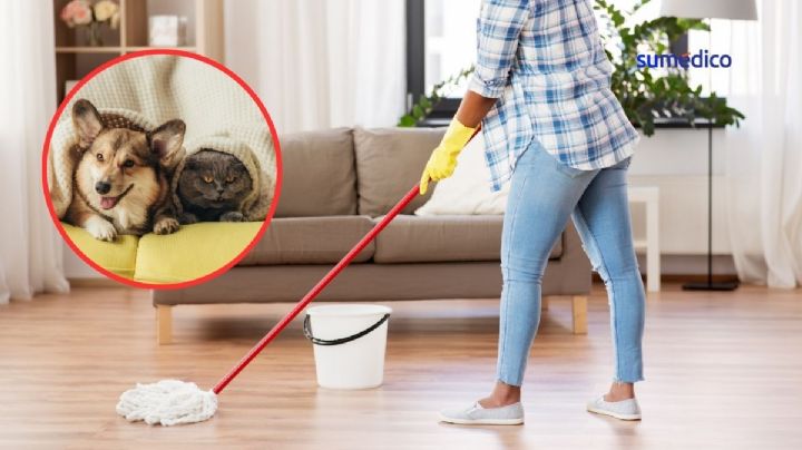 5 trucos de limpieza seguros si tienes perros o gatos en casa