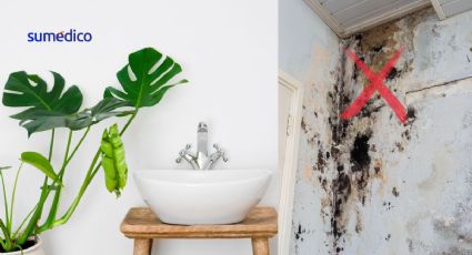 3 plantas ideales para el baño que evitan la aparición de moho