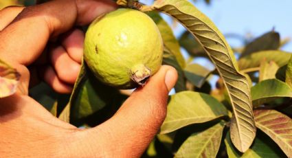 Beneficios de comer guayaba que no conocías