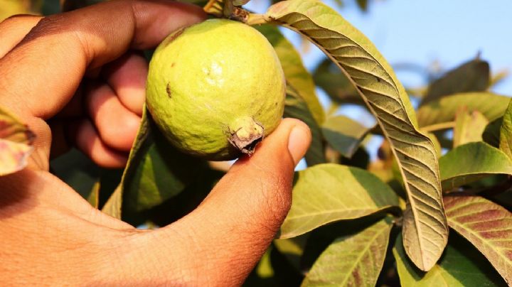 Beneficios de comer guayaba que no conocías