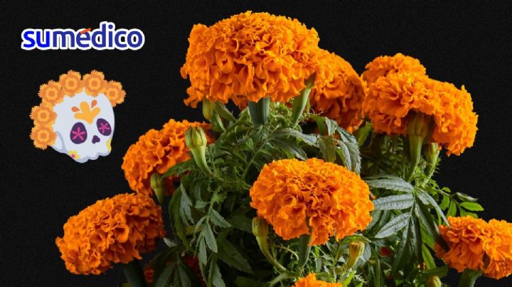Así puedes extender la vida de tus flores de Cempasúchil