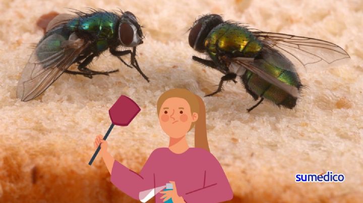 ¿Qué enfermedades causa aplastar una mosca?