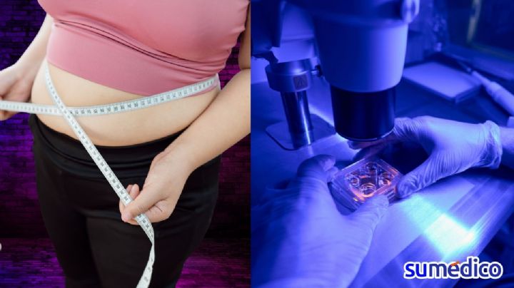 Descubren fenómeno celular que podría explicar el rebote y la obesidad