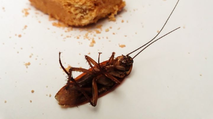 ¿Qué le hace el amoníaco a las cucarachas?