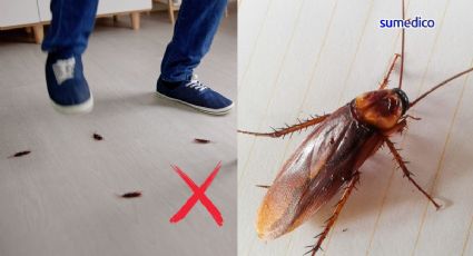 Las enfermedades que puedes tener por pisar una cucaracha