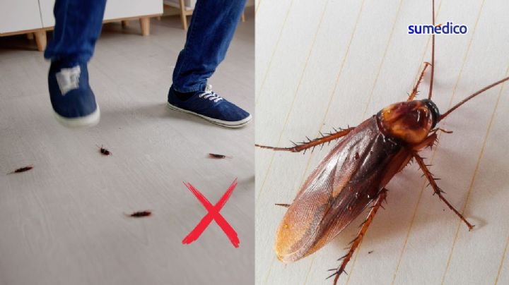 Qué enfermedades causa pisar una cucaracha, según expertos