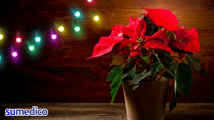 Cómo cuidar tu nochebuena para que te dure todo el año