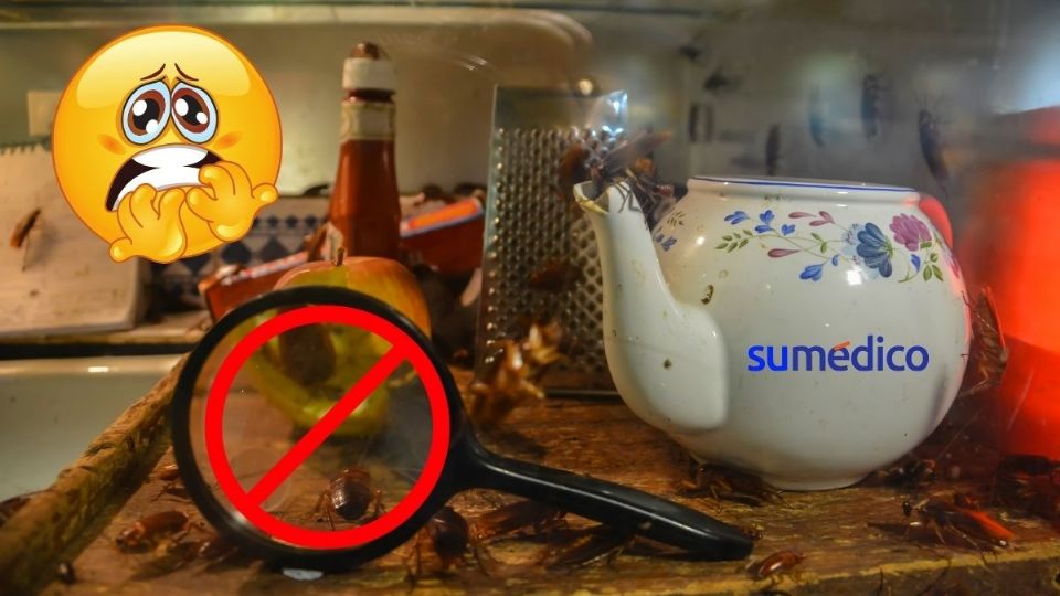 Conoce los trucos para eliminar las cucarachas pequeñas de la cocina