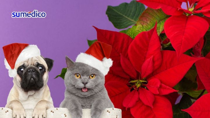 Síntomas que alertan una intoxicación por nochebuena en tus mascotas