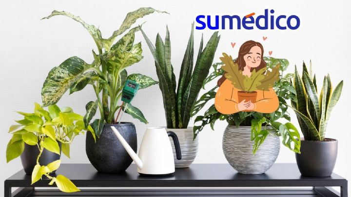 3 plantas de interior que no se te mueren