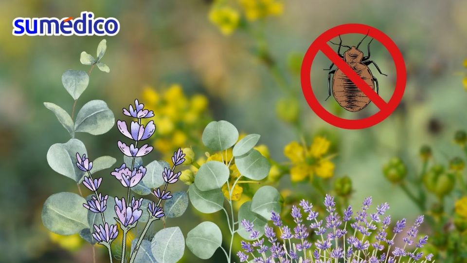 Estas tres plantas pueden ayudar a repeler a las chinches, ¡y dejar un fresco aroma en tu casa!