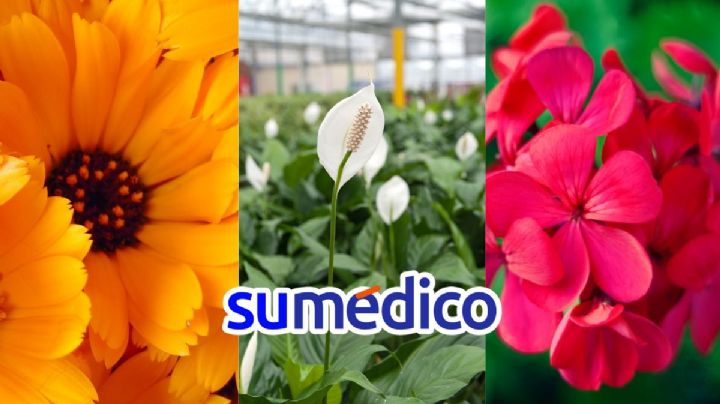 3 plantas que pueden ayudar a subir el ánimo