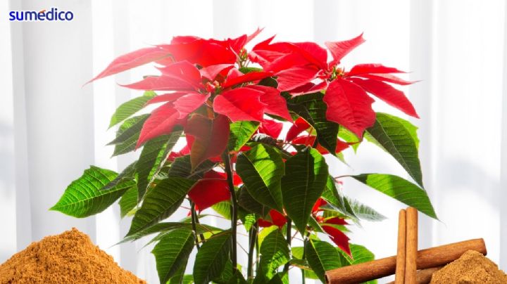 ¿Quieres que florezca tu nochebuena? Échale estas cucharadas de canela