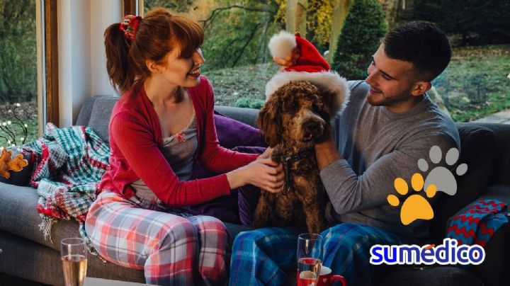 ¿Cuándo es recomendable tener una mascota con tu pareja?