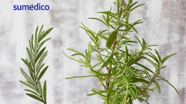 La planta aromática que cura el estrés según Harvard