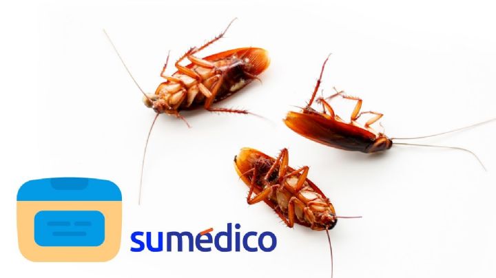 ¿Qué es lo mejor para no tener cucarachas? El truco de la vaselina que necesitas