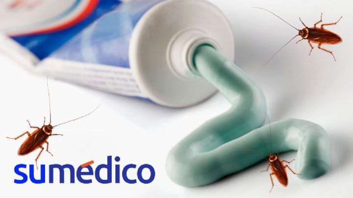 ¿Cómo acabar con las cucarachas fácil y rápido? Utiliza pasta dental