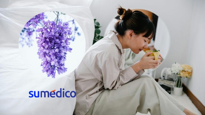 Conoce los beneficios de la infusión de jacaranda