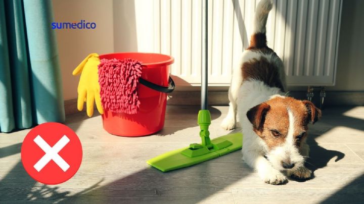 3 errores que cometes al limpiar orines de tu mascota