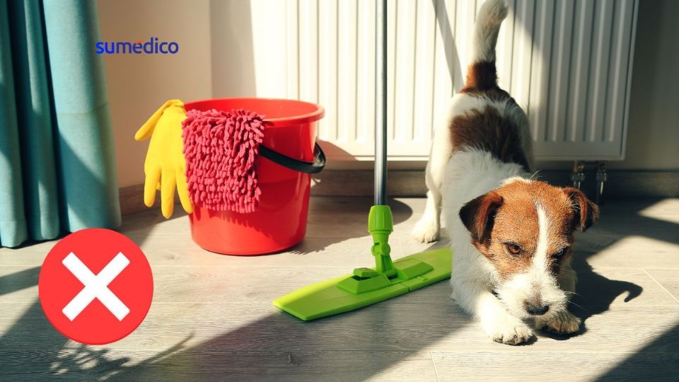 Limpiar los orines de mascotas con productos de limpieza comunes no es efectivo.