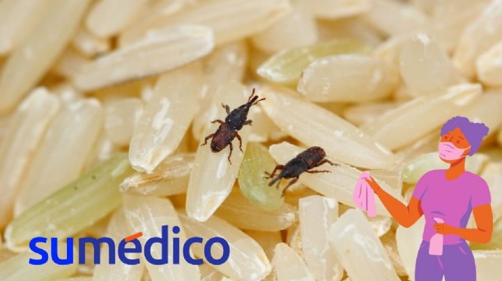 ¿Qué es bueno para eliminar los gorgojos? 5 trucos caseros que debes conocer