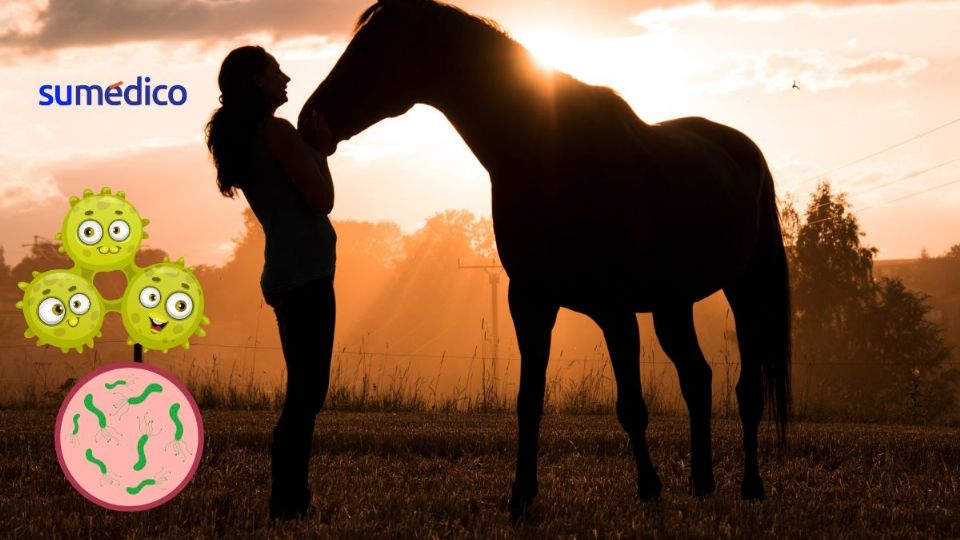 Los humanos también transmiten virus a animales