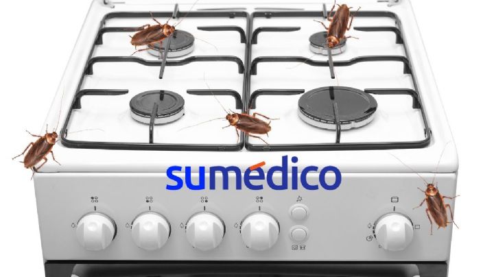 ¿Cómo terminar con las cucarachas de la estufa? 3 trucos de limpieza que te ayudarán