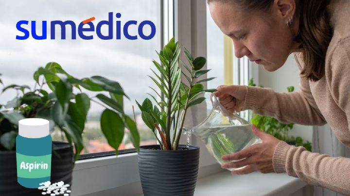 ¿Cómo usar la aspirina en las flores? Así ocúpala para que crezcan fuertes