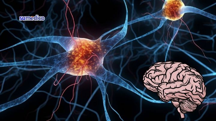 ¿Cómo mejorar el funcionamiento de las neuronas? Neuroplasticidad y neuromodulación
