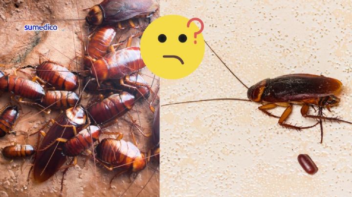¿Por qué hay cucarachas en mi casa si está limpia?