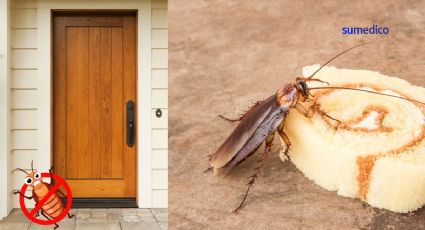 ¿Qué debes poner en la entrada de tu casa para evitar a las cucarachas?