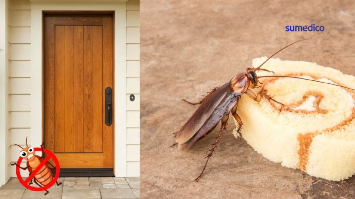 ¿Qué debes poner en la entrada de tu casa para evitar a las cucarachas?