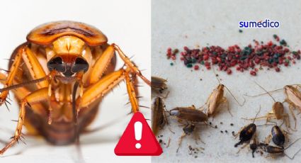 Expertos alertan que las cucarachas son cada vez más resistentes a insecticidas ¿Qué hacer?