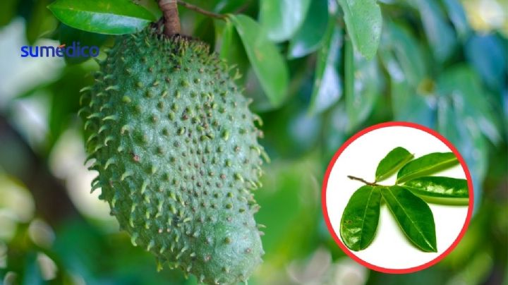¿Qué pasa si tomo té de hojas de guanábana? Conoce sus beneficios