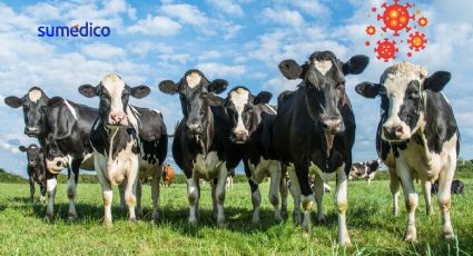 Una persona se contagió de gripe aviar tras estar en contacto con vacas lecheras infectadas