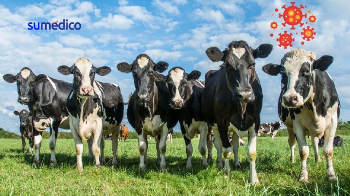 Una persona se contagió de gripe aviar tras estar en contacto con vacas lecheras infectadas