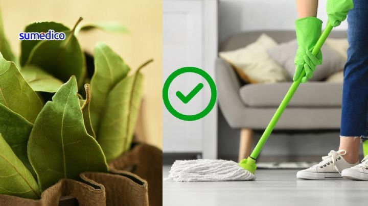 Cómo trapear los pisos con LAUREL para alejar cucarachas del hogar