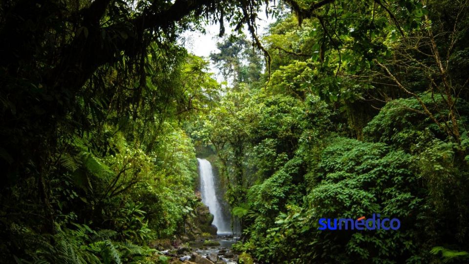 Convivir con la naturaleza puede generar diferentes beneficios para la salud