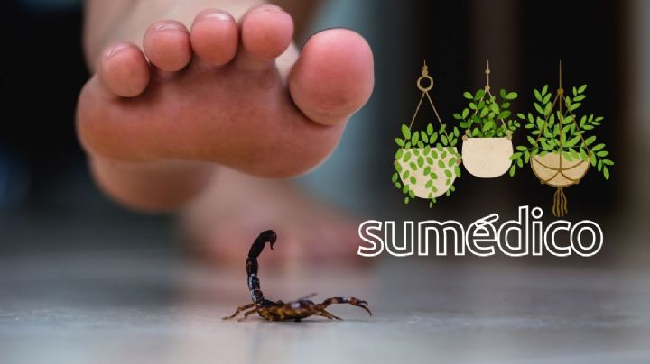 Así puedes ahuyentar a los alacranes de tu casa durante el calor