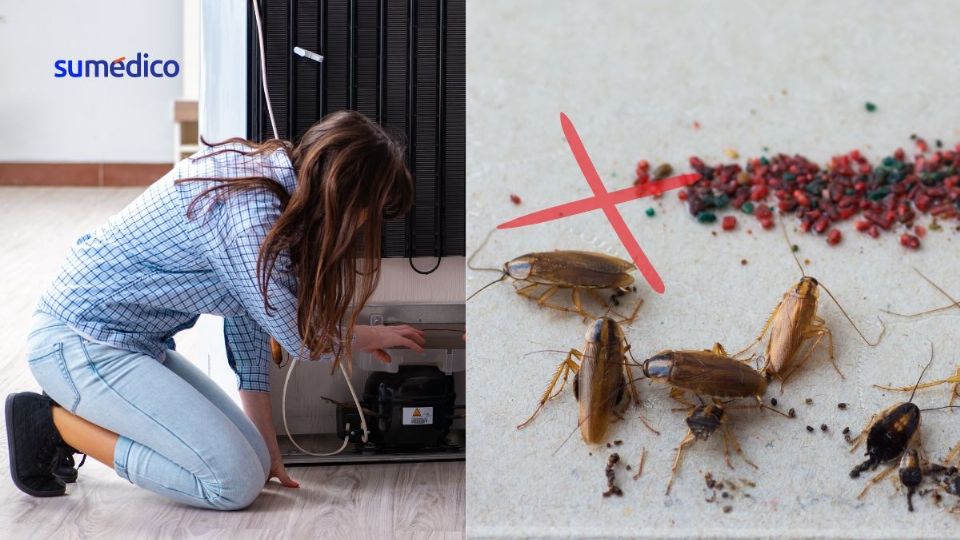 Las cucarachas prefieren estar detrás del refrigerador por el calor y la comida.