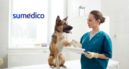 Medicalización en la medicina veterinaria, ¿bueno o malo?