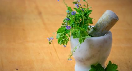 Las plantas medicinales que usaban los indígenas y para qué servían