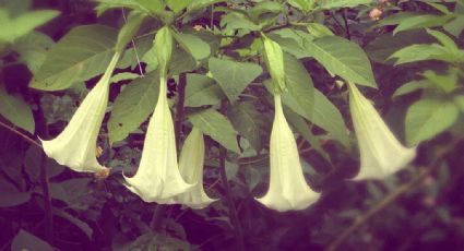Toloache, ¿para el amor eterno o con beneficios para la salud? Esto dice la ciencia