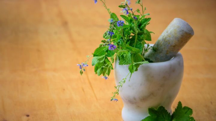 Las plantas medicinales que usaban los indígenas y para qué servían